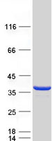 Coomassie blue staining of purified CLYBL protein (Cat# TP304554). The protein was produced from HEK293T cells transfected with CLYBL cDNA clone (Cat# RC204554) using MegaTran 2.0 (Cat# TT210002).
