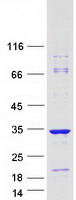 Coomassie blue staining of purified C22orf23 protein (Cat# TP304555). The protein was produced from HEK293T cells transfected with C22orf23 cDNA clone (Cat# RC204555) using MegaTran 2.0 (Cat# TT210002).