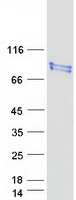 Coomassie blue staining of purified RPUSD2 protein (Cat# TP304564). The protein was produced from HEK293T cells transfected with RPUSD2 cDNA clone (Cat# RC204564) using MegaTran 2.0 (Cat# TT210002).