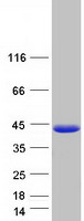 Coomassie blue staining of purified DENND10 protein (Cat# TP304659). The protein was produced from HEK293T cells transfected with DENND10 cDNA clone (Cat# RC204659) using MegaTran 2.0 (Cat# TT210002).