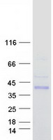 Coomassie blue staining of purified GINM1 protein (Cat# TP304800). The protein was produced from HEK293T cells transfected with GINM1 cDNA clone (Cat# RC204800) using MegaTran 2.0 (Cat# TT210002).