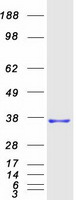 Coomassie blue staining of purified MMADHC protein (Cat# TP304801). The protein was produced from HEK293T cells transfected with MMADHC cDNA clone (Cat# RC204801) using MegaTran 2.0 (Cat# TT210002).