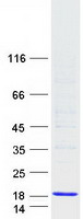 Coomassie blue staining of purified CYSTM1 protein (Cat# TP304813). The protein was produced from HEK293T cells transfected with CYSTM1 cDNA clone (Cat# RC204813) using MegaTran 2.0 (Cat# TT210002).