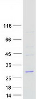 Coomassie blue staining of purified COPZ2 protein (Cat# TP304853). The protein was produced from HEK293T cells transfected with COPZ2 cDNA clone (Cat# RC204853) using MegaTran 2.0 (Cat# TT210002).