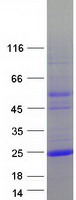 Coomassie blue staining of purified LAGE3 protein (Cat# TP304863). The protein was produced from HEK293T cells transfected with LAGE3 cDNA clone (Cat# RC204863) using MegaTran 2.0 (Cat# TT210002).