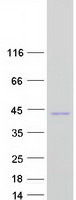 Coomassie blue staining of purified TOR1B protein (Cat# TP304937). The protein was produced from HEK293T cells transfected with TOR1B cDNA clone (Cat# RC204937) using MegaTran 2.0 (Cat# TT210002).