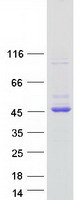 Coomassie blue staining of purified GNAI1 protein (Cat# TP305289). The protein was produced from HEK293T cells transfected with GNAI1 cDNA clone (Cat# RC205289) using MegaTran 2.0 (Cat# TT210002).