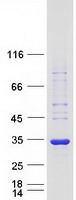 Coomassie blue staining of purified KCTD4 protein (Cat# TP305394). The protein was produced from HEK293T cells transfected with KCTD4 cDNA clone (Cat# RC205394) using MegaTran 2.0 (Cat# TT210002).