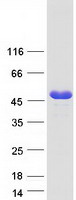Coomassie blue staining of purified DDI1 protein (Cat# TP305403). The protein was produced from HEK293T cells transfected with DDI1 cDNA clone (Cat# RC205403) using MegaTran 2.0 (Cat# TT210002).
