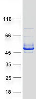 Coomassie blue staining of purified RNF113B protein (Cat# TP305407). The protein was produced from HEK293T cells transfected with RNF113B cDNA clone (Cat# RC205407) using MegaTran 2.0 (Cat# TT210002).