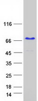 Coomassie blue staining of purified KHDRBS2 protein (Cat# TP305428). The protein was produced from HEK293T cells transfected with KHDRBS2 cDNA clone (Cat# RC205428) using MegaTran 2.0 (Cat# TT210002).