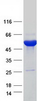 Coomassie blue staining of purified ETNPPL protein (Cat# TP305429). The protein was produced from HEK293T cells transfected with ETNPPL cDNA clone (Cat# RC205429) using MegaTran 2.0 (Cat# TT210002).