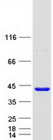 Coomassie blue staining of purified FANK1 protein (Cat# TP305465). The protein was produced from HEK293T cells transfected with FANK1 cDNA clone (Cat# RC205465) using MegaTran 2.0 (Cat# TT210002).