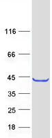 Coomassie blue staining of purified TRUB1 protein (Cat# TP305513). The protein was produced from HEK293T cells transfected with TRUB1 cDNA clone (Cat# RC205513) using MegaTran 2.0 (Cat# TT210002).