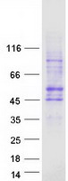 Coomassie blue staining of purified SLC35G2 protein (Cat# TP305536). The protein was produced from HEK293T cells transfected with SLC35G2 cDNA clone (Cat# RC205536) using MegaTran 2.0 (Cat# TT210002).