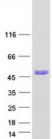 Coomassie blue staining of purified DXO protein (Cat# TP305657). The protein was produced from HEK293T cells transfected with DXO cDNA clone (Cat# RC205657) using MegaTran 2.0 (Cat# TT210002).