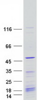Coomassie blue staining of purified KIN protein (Cat# TP305689). The protein was produced from HEK293T cells transfected with KIN cDNA clone (Cat# RC205689) using MegaTran 2.0 (Cat# TT210002).