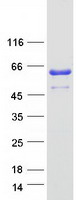 Coomassie blue staining of purified ZPR1 protein (Cat# TP305721). The protein was produced from HEK293T cells transfected with ZPR1 cDNA clone (Cat# RC205721) using MegaTran 2.0 (Cat# TT210002).