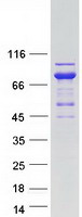 Coomassie blue staining of purified ASPSCR1 protein (Cat# TP305817). The protein was produced from HEK293T cells transfected with ASPSCR1 cDNA clone (Cat# RC205817) using MegaTran 2.0 (Cat# TT210002).