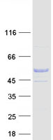 Coomassie blue staining of purified C9orf24 protein (Cat# TP305959). The protein was produced from HEK293T cells transfected with C9orf24 cDNA clone (Cat# RC205959) using MegaTran 2.0 (Cat# TT210002).