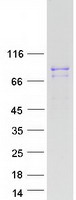 Coomassie blue staining of purified GFM2 protein (Cat# TP305962). The protein was produced from HEK293T cells transfected with GFM2 cDNA clone (Cat# RC205962) using MegaTran 2.0 (Cat# TT210002).