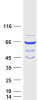 Coomassie blue staining of purified VPS45 protein (Cat# TP306027). The protein was produced from HEK293T cells transfected with VPS45 cDNA clone (Cat# RC206027) using MegaTran 2.0 (Cat# TT210002).
