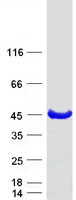 Coomassie blue staining of purified KCTD17 protein (Cat# TP306070). The protein was produced from HEK293T cells transfected with KCTD17 cDNA clone (Cat# RC206070) using MegaTran 2.0 (Cat# TT210002).
