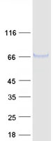Coomassie blue staining of purified FUT11 protein (Cat# TP306082). The protein was produced from HEK293T cells transfected with FUT11 cDNA clone (Cat# RC206082) using MegaTran 2.0 (Cat# TT210002).