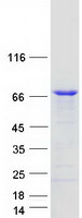 Coomassie blue staining of purified CLHC1 protein (Cat# TP306115). The protein was produced from HEK293T cells transfected with CLHC1 cDNA clone (Cat# RC206115) using MegaTran 2.0 (Cat# TT210002).