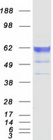 Coomassie blue staining of purified POGLUT3 protein (Cat# TP306171). The protein was produced from HEK293T cells transfected with POGLUT3 cDNA clone (Cat# RC206171) using MegaTran 2.0 (Cat# TT210002).