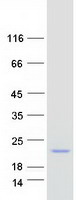 Coomassie blue staining of purified CLDND2 protein (Cat# TP306308). The protein was produced from HEK293T cells transfected with CLDND2 cDNA clone (Cat# RC206308) using MegaTran 2.0 (Cat# TT210002).