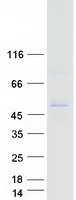 Coomassie blue staining of purified ALG1 protein (Cat# TP306343). The protein was produced from HEK293T cells transfected with ALG1 cDNA clone (Cat# RC206343) using MegaTran 2.0 (Cat# TT210002).