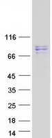Coomassie blue staining of purified SUPV3L1 protein (Cat# TP306350). The protein was produced from HEK293T cells transfected with SUPV3L1 cDNA clone (Cat# RC206350) using MegaTran 2.0 (Cat# TT210002).