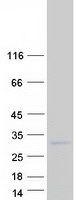 Coomassie blue staining of purified C1orf52 protein (Cat# TP306357). The protein was produced from HEK293T cells transfected with C1orf52 cDNA clone (Cat# RC206357) using MegaTran 2.0 (Cat# TT210002).