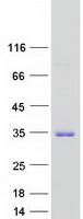 Coomassie blue staining of purified TTC9B protein (Cat# TP306358). The protein was produced from HEK293T cells transfected with TTC9B cDNA clone (Cat# RC206358) using MegaTran 2.0 (Cat# TT210002).