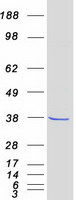 Coomassie blue staining of purified FN3K protein (Cat# TP306432). The protein was produced from HEK293T cells transfected with FN3K cDNA clone (Cat# RC206432) using MegaTran 2.0 (Cat# TT210002).