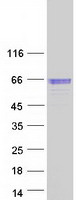 Coomassie blue staining of purified SERPINF2 protein (Cat# TP306435). The protein was produced from HEK293T cells transfected with SERPINF2 cDNA clone (Cat# RC206435) using MegaTran 2.0 (Cat# TT210002).