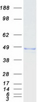 Coomassie blue staining of purified ALKBH1 protein (Cat# TP306529). The protein was produced from HEK293T cells transfected with ALKBH1 cDNA clone (Cat# RC206529) using MegaTran 2.0 (Cat# TT210002).
