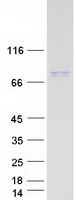 Coomassie blue staining of purified RHPN1 protein (Cat# TP306645). The protein was produced from HEK293T cells transfected with RHPN1 cDNA clone (Cat# RC206645) using MegaTran 2.0 (Cat# TT210002).