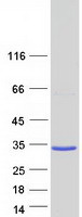 Coomassie blue staining of purified TMEM252 protein (Cat# TP306657). The protein was produced from HEK293T cells transfected with TMEM252 cDNA clone (Cat# RC206657) using MegaTran 2.0 (Cat# TT210002).