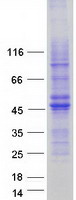 Coomassie blue staining of purified C11orf42 protein (Cat# TP306672). The protein was produced from HEK293T cells transfected with C11orf42 cDNA clone (Cat# RC206672) using MegaTran 2.0 (Cat# TT210002).