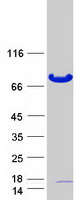Coomassie blue staining of purified OGFOD1 protein (Cat# TP306839). The protein was produced from HEK293T cells transfected with OGFOD1 cDNA clone (Cat# RC206839) using MegaTran 2.0 (Cat# TT210002).