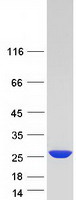 Coomassie blue staining of purified NUDT16 protein (Cat# TP306896). The protein was produced from HEK293T cells transfected with NUDT16 cDNA clone (Cat# RC206896) using MegaTran 2.0 (Cat# TT210002).