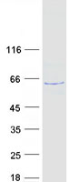 Coomassie blue staining of purified FAM126B protein (Cat# TP306904). The protein was produced from HEK293T cells transfected with FAM126B cDNA clone (Cat# RC206904) using MegaTran 2.0 (Cat# TT210002).