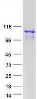 Coomassie blue staining of purified ARMC3 protein (Cat# TP306951). The protein was produced from HEK293T cells transfected with ARMC3 cDNA clone (Cat# RC206951) using MegaTran 2.0 (Cat# TT210002).