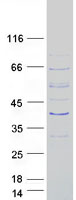 Coomassie blue staining of purified TEX26 protein (Cat# TP307057). The protein was produced from HEK293T cells transfected with TEX26 cDNA clone (Cat# RC207057) using MegaTran 2.0 (Cat# TT210002).