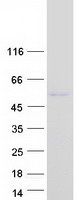 Coomassie blue staining of purified CELF5 protein (Cat# TP307072). The protein was produced from HEK293T cells transfected with CELF5 cDNA clone (Cat# RC207072) using MegaTran 2.0 (Cat# TT210002).