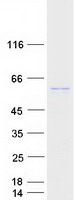 Coomassie blue staining of purified MACO1 protein (Cat# TP307091). The protein was produced from HEK293T cells transfected with MACO1 cDNA clone (Cat# RC207091) using MegaTran 2.0 (Cat# TT210002).