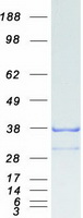 Coomassie blue staining of purified GID4 protein (Cat# TP307341). The protein was produced from HEK293T cells transfected with GID4 cDNA clone (Cat# RC207341) using MegaTran 2.0 (Cat# TT210002).