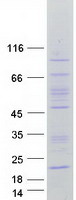 Coomassie blue staining of purified FAM86C1 protein (Cat# TP307505). The protein was produced from HEK293T cells transfected with FAM86C1 cDNA clone (Cat# RC207505) using MegaTran 2.0 (Cat# TT210002).